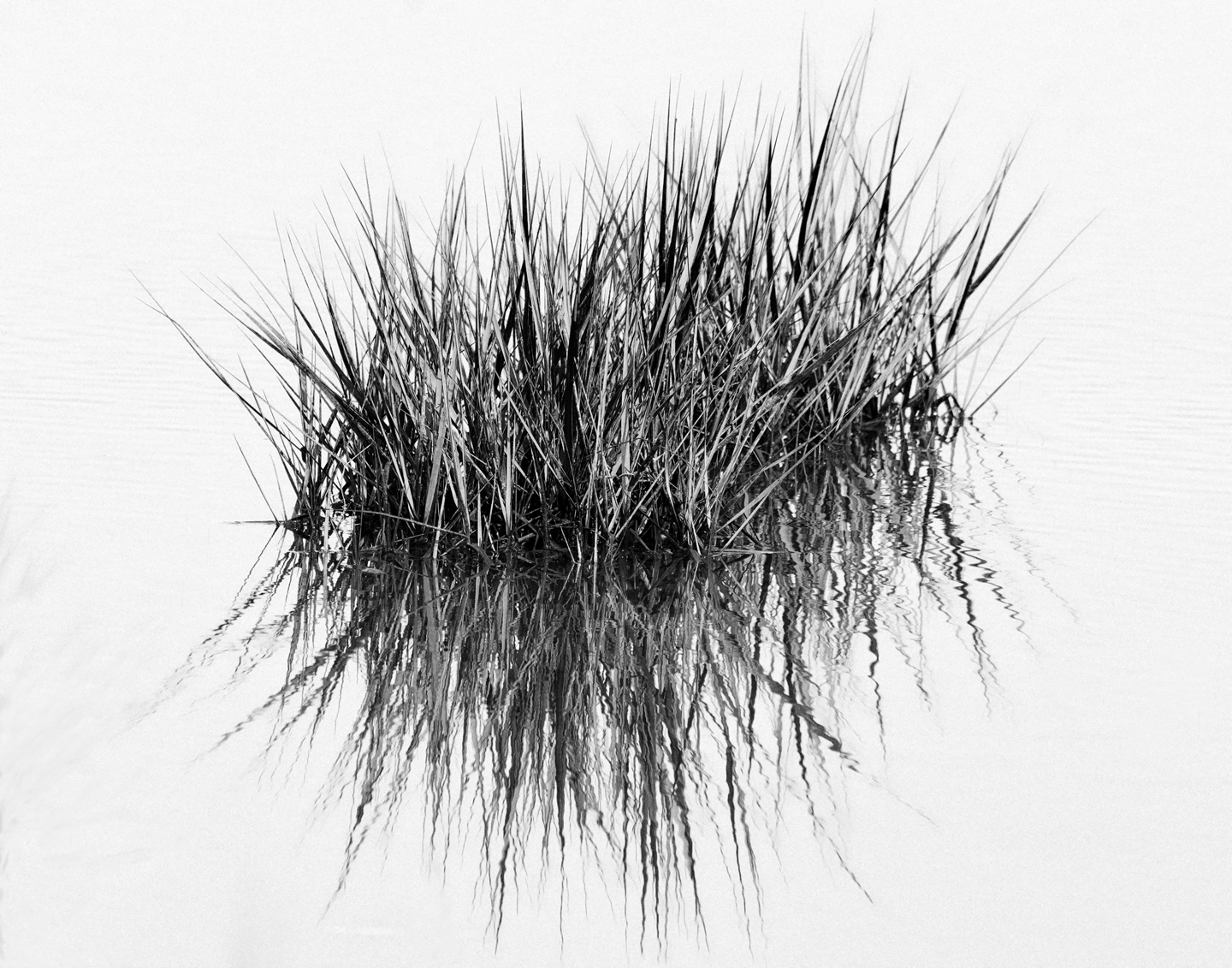 2nd PrizeOpen Mono In Class 3 By Thomas Williams For Marsh Grass Abstract APR-2023.jpg